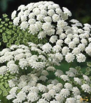 Ammi-Majus-Flower-1