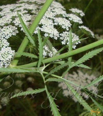 Ammi-Majus-Flower-2