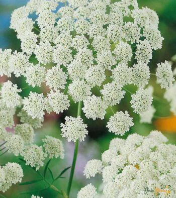 Ammi Majus Flower