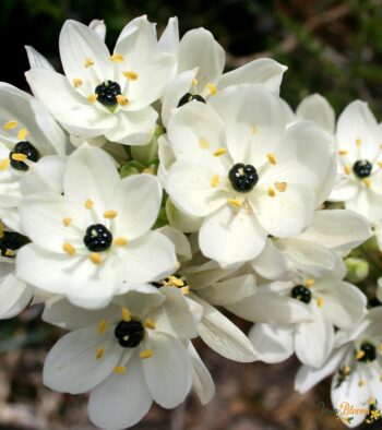 Arabicum Flower