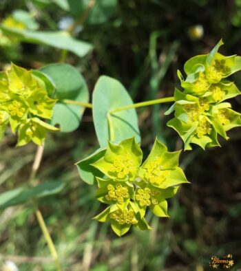 Bupleurum Flower