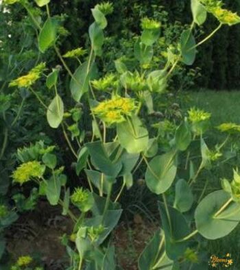 Bupleurum Flower 4 Bupleurum Flower