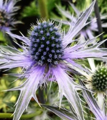 Eryngium-3