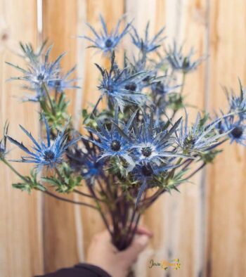 Eryngium-Flower