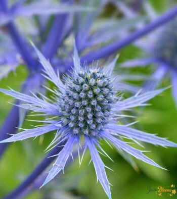 Eryngium Flower