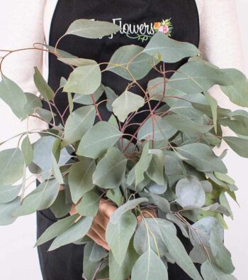 Eucalyptus-Silver-Dollar-1