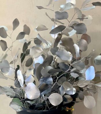 Eucalyptus Silver Dollar