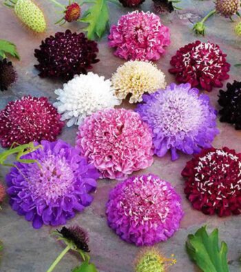 Scabiosa-1