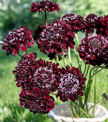 Scabiosa-3