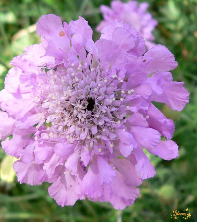 Scabiosa Flower