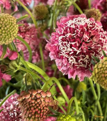 Scabiosa Flower 3 Scabiosa Flower