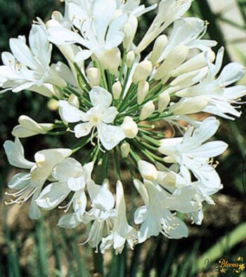 Agapanthus White Flower 1 Agapanthus White Flower