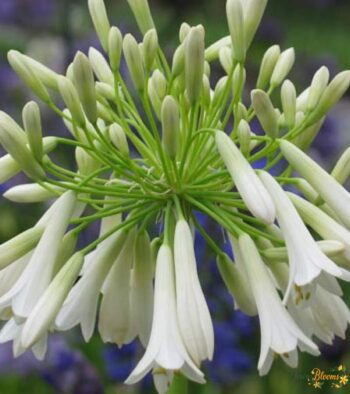 Agapanthus White Flower 2 Agapanthus White Flower