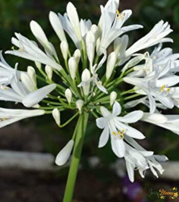 Agapanthus White Flower 3 Agapanthus White Flower