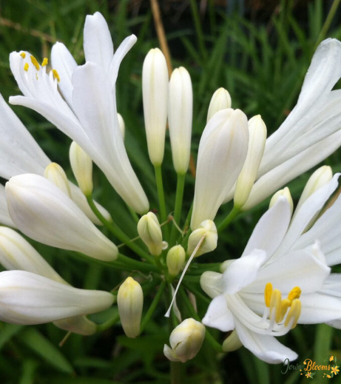 Agapanthus White Flower