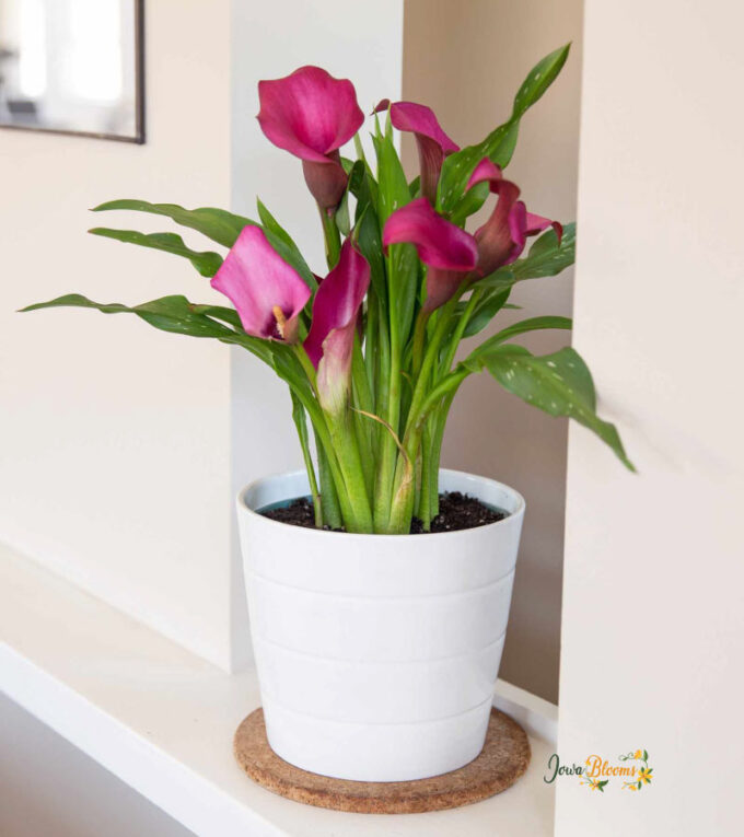 Calla Lily Flower