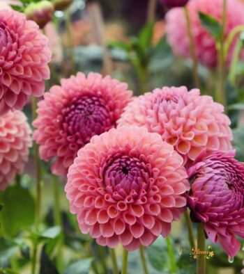 Dahlia-Flower-1