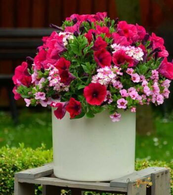 Petunia Bouquet 1 Petunia Flower