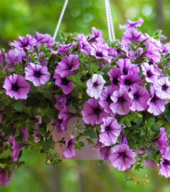 Petunia-Bouquet-2