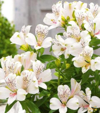 White-Alstroemeria-1