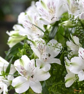 White-Alstroemeria-2