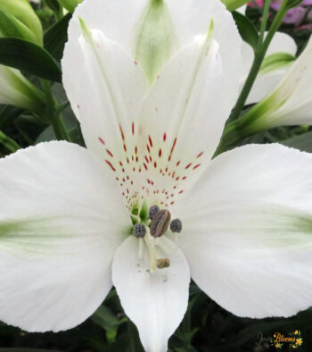 White Alstroemeria 3 White Alstroemeria Flower