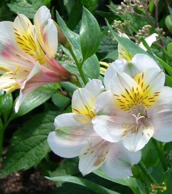 White Alstroemeria Flower