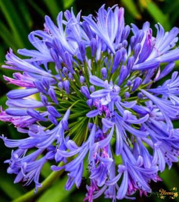 Agapanthus Blue Flower 1 Agapanthus Blue Flower