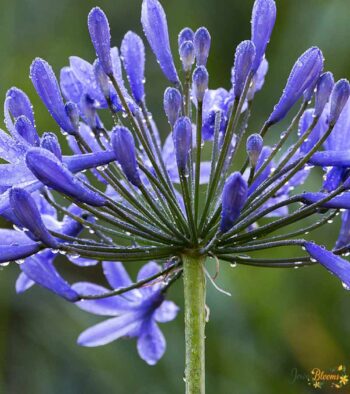 Agapanthus Blue Flower