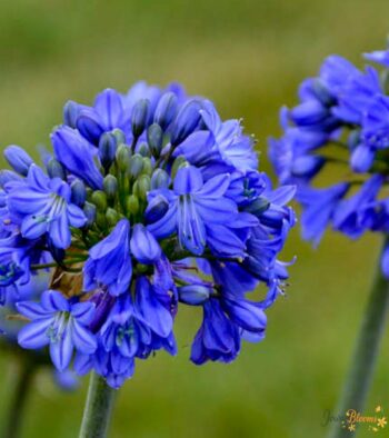 Agapanthus Blue Flower