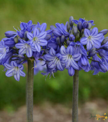 Agapanthus Blue Flower 4 Agapanthus Blue Flower