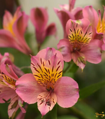 Alstroemeria cerise flower 1 Alstroemeria cerise flower