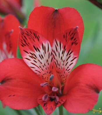 Alstroemeria cerise flower