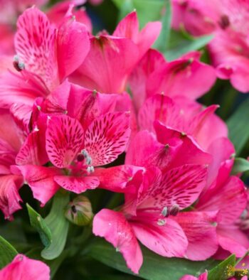 Alstroemeria cerise flower