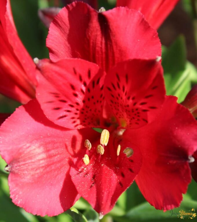 Alstroemeria cerise flower