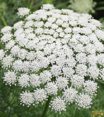 Ammi visnaga Flower