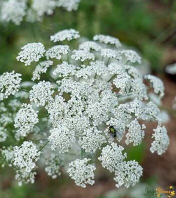 Ammi visnaga Flower