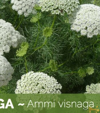 Ammi visnaga Flowe Ammi visnaga Flower