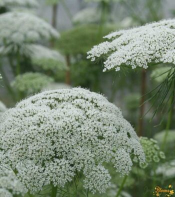 Ammi visnaga Flower