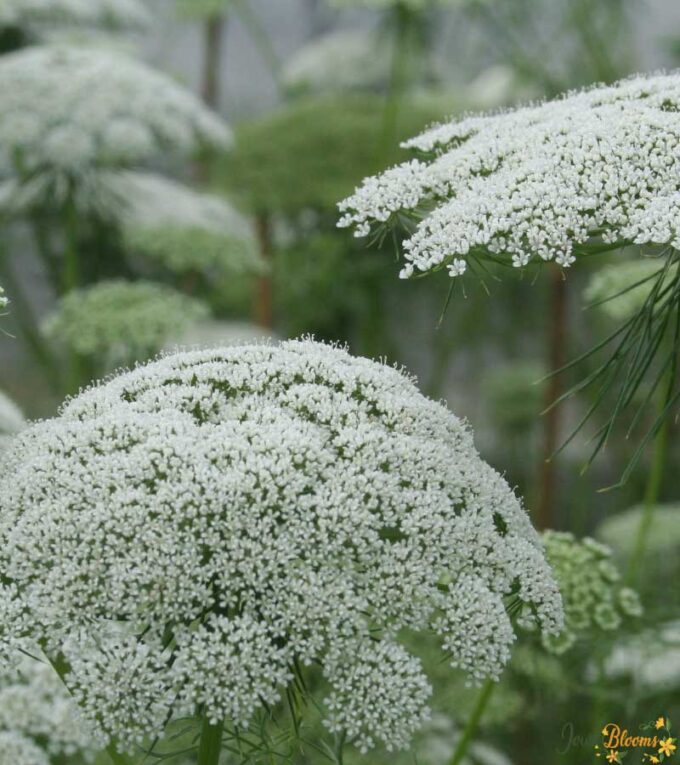 Ammi visnaga Flower