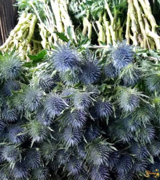 Eryngium Magical Anita Flower