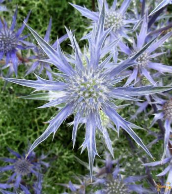 Eryngium Magical Anita Flower