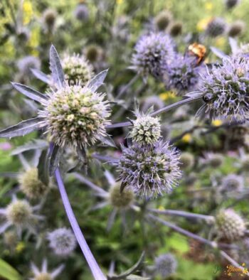 Eryngium Planum Flower