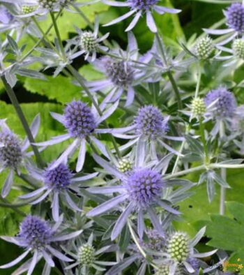 Eryngium Planum Flower