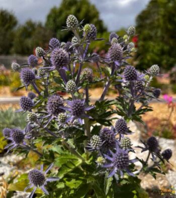 Eryngium Planum Flower