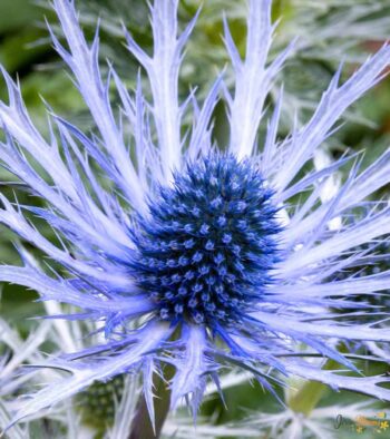 Eryngium Planum Flower