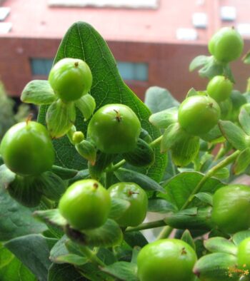 Hypericum Green Flower