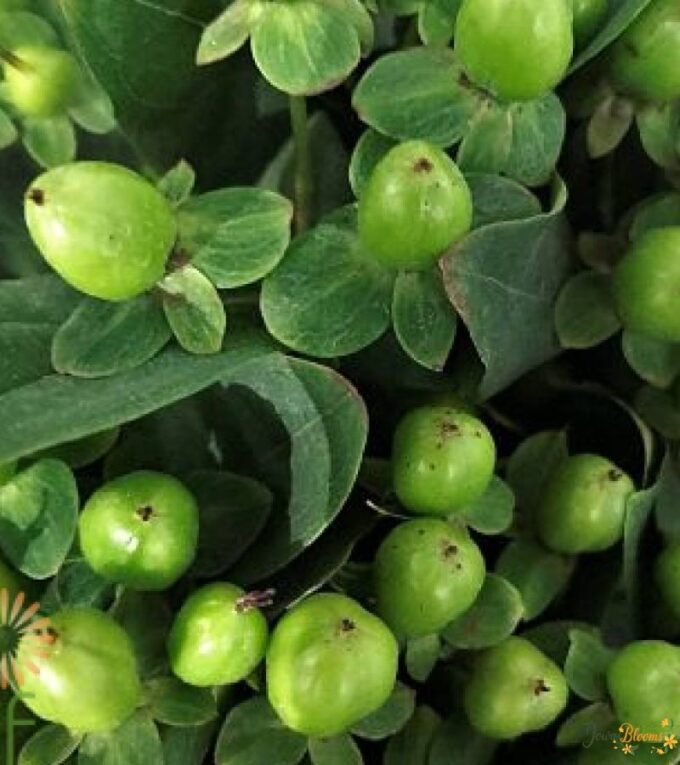 Hypericum Green Flower