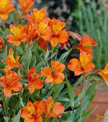 Orange Alstroemeria Flower 1 Orange Alstroemeria Flower