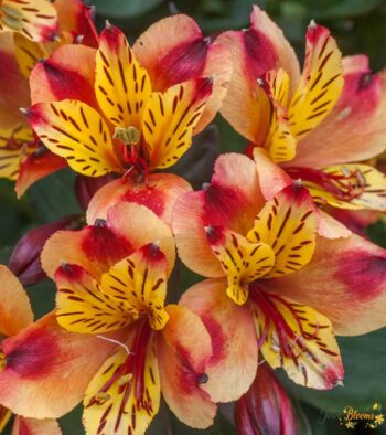 Orange Alstroemeria Flower 2 Orange Alstroemeria Flower